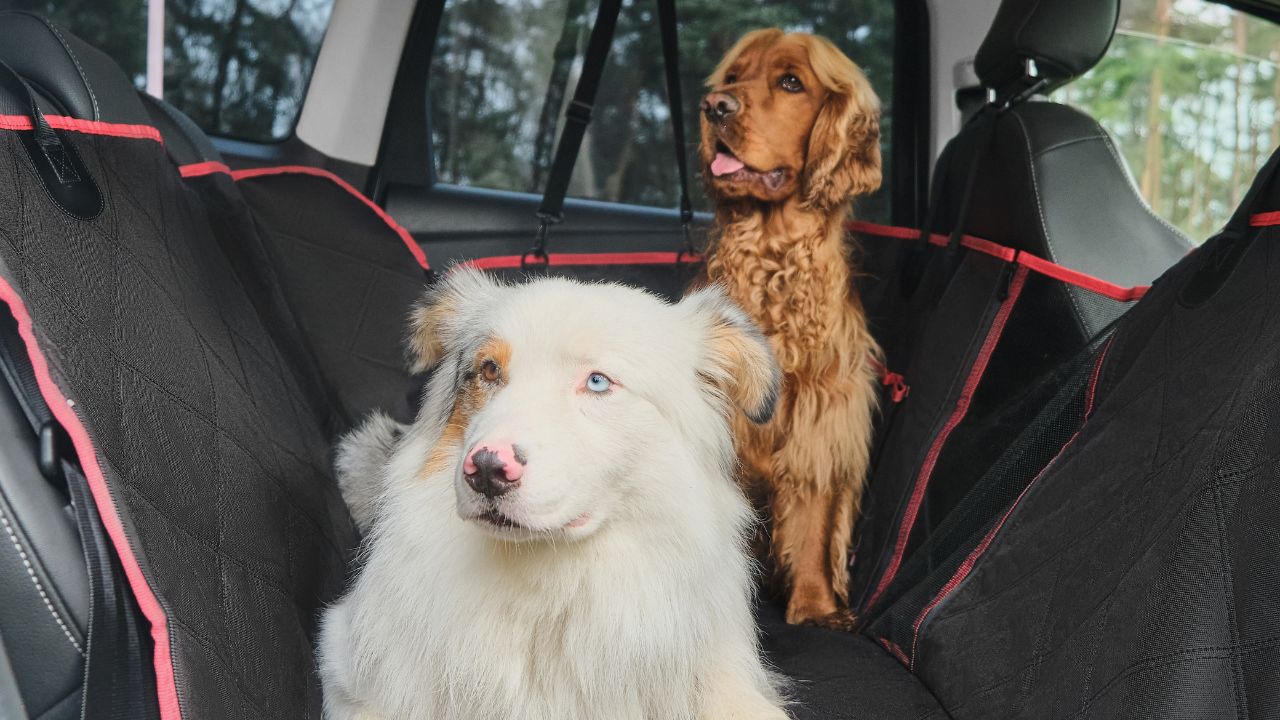 backseat cover with dogs