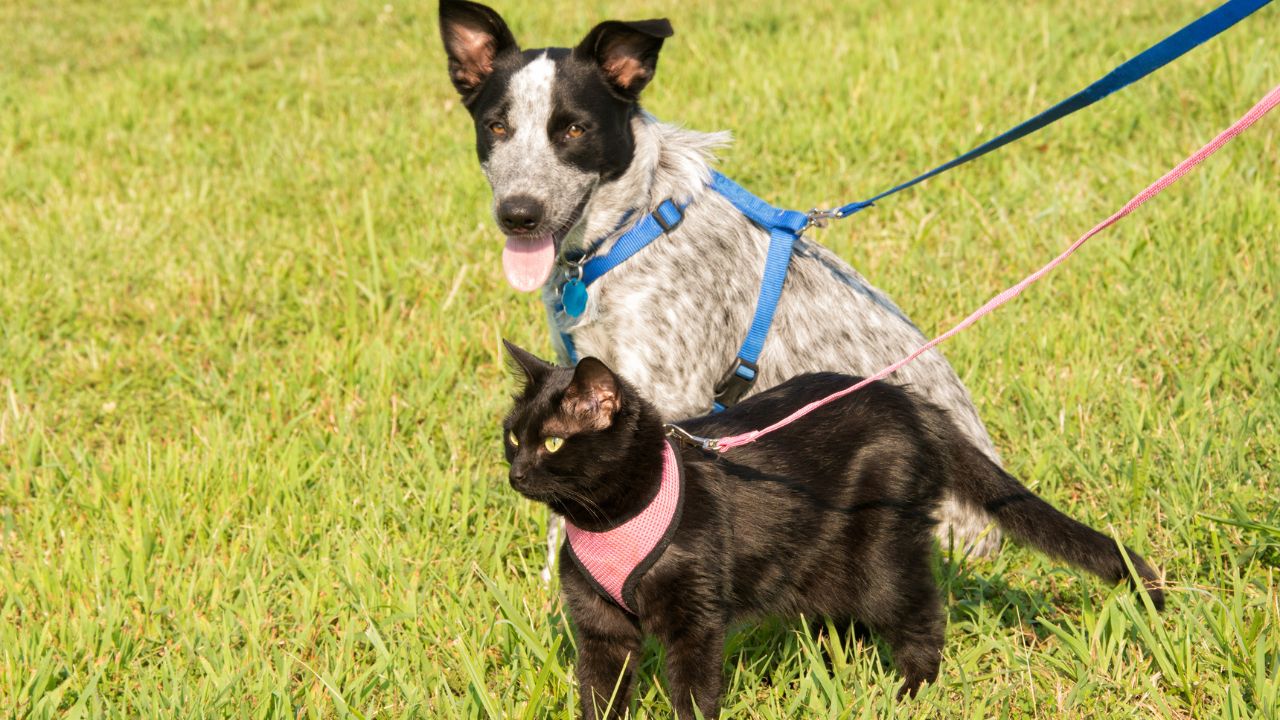 cat and dog in harness