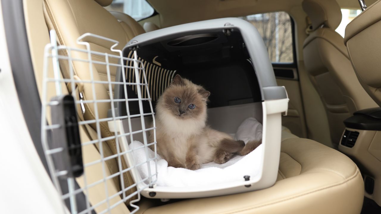 cat carrier in car