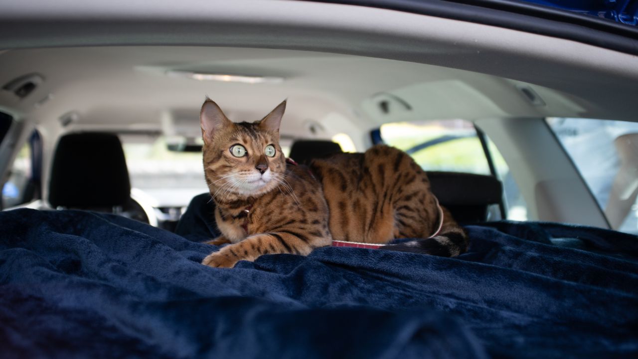 cat with blanket in car