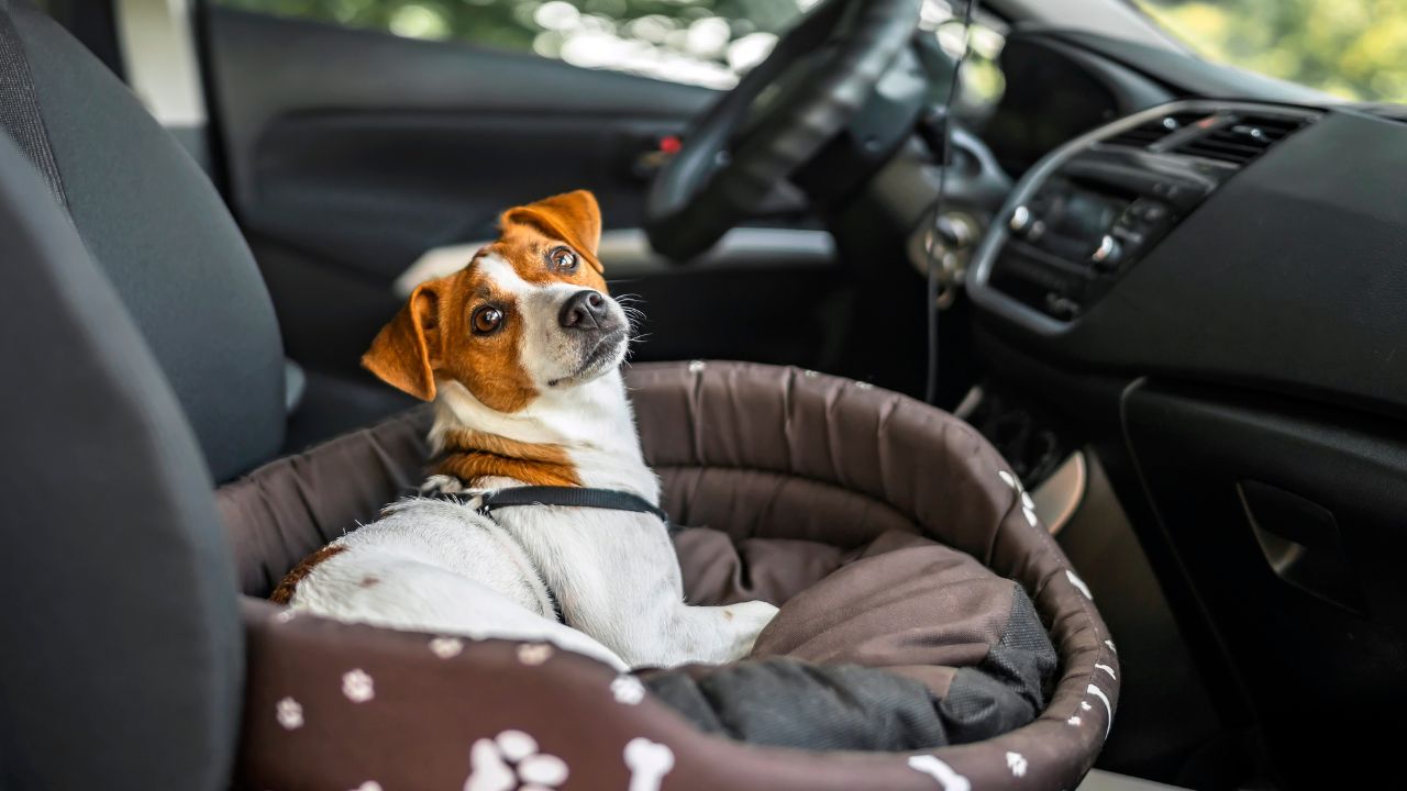 dog bed in car