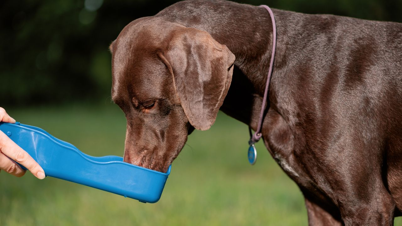 dog drinking out of portable water bowl