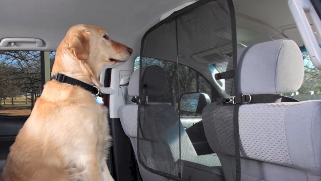 dog front seat barrier