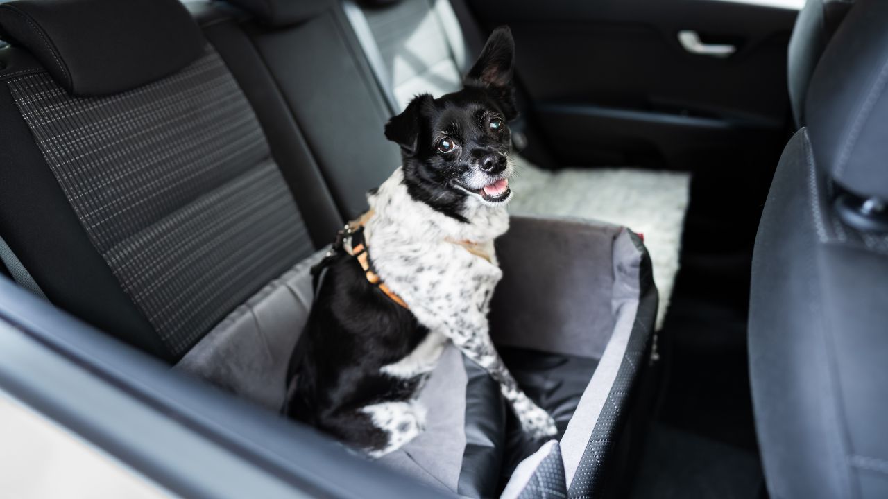 dog in car booster seat