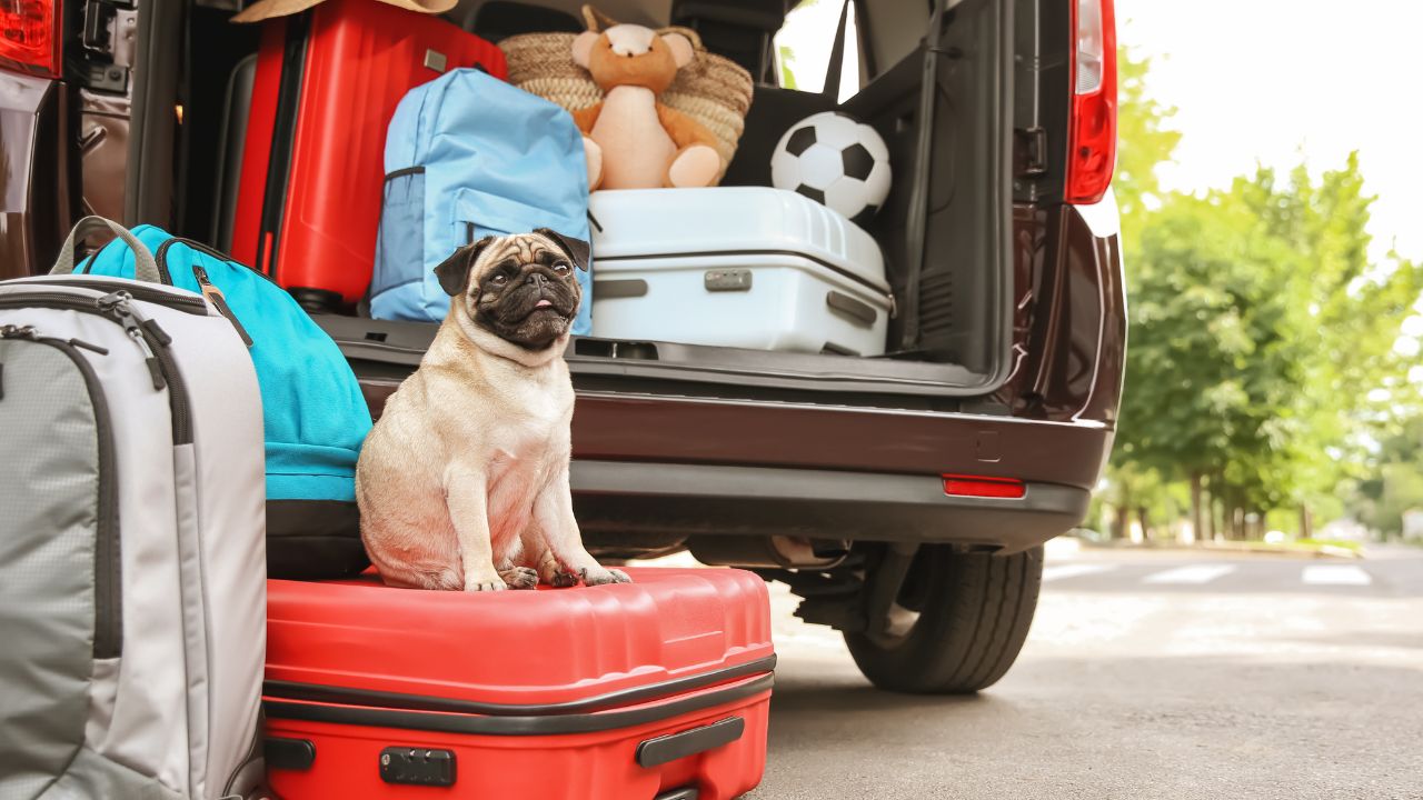 dog on luggage