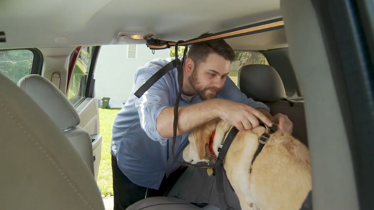 dog zipline in car