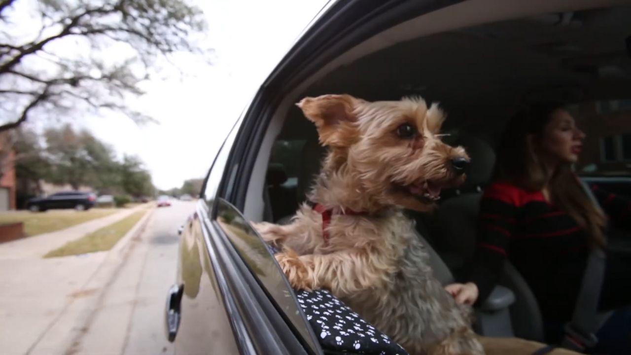 door guard for dogs