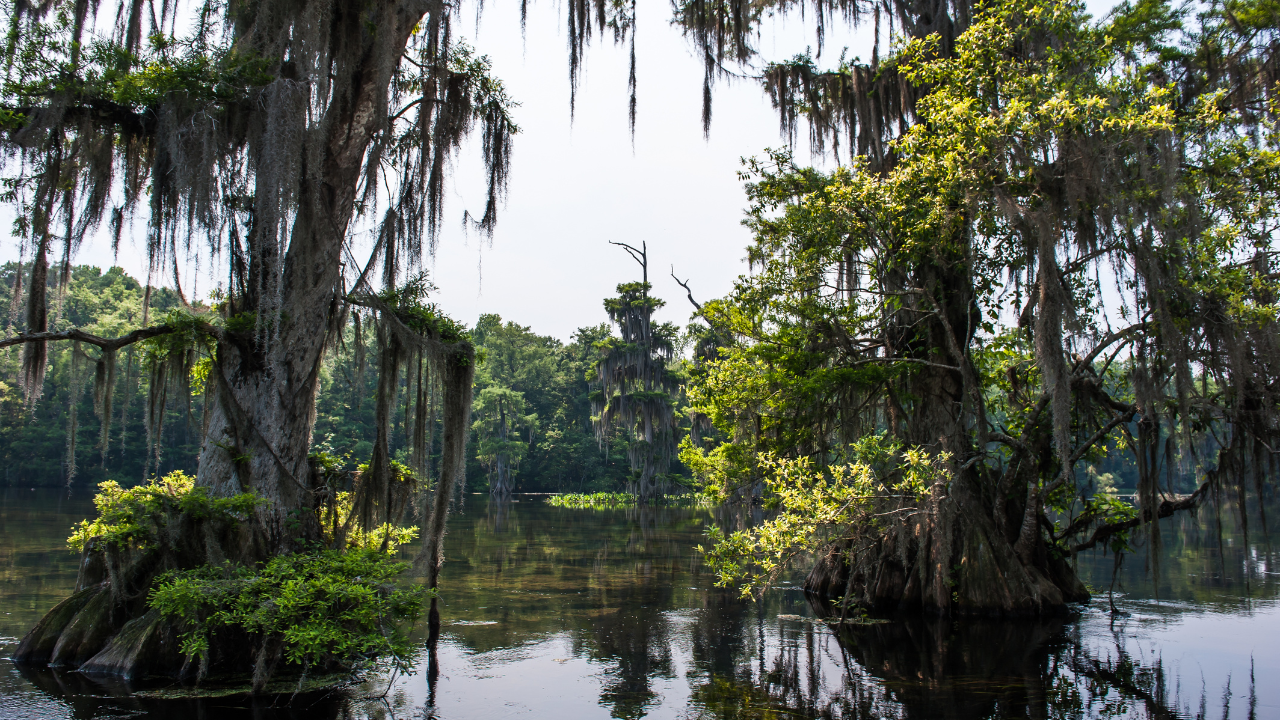Cypress trees in the central florida swamps