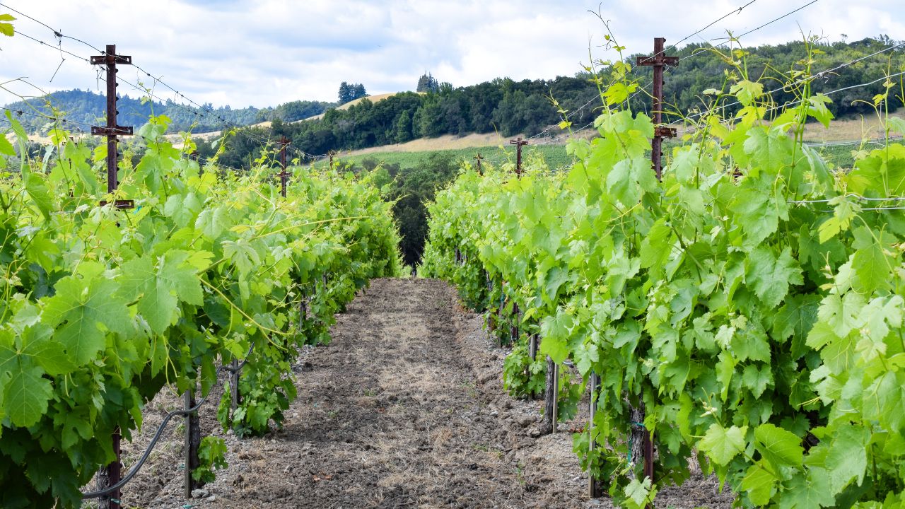 Wineyard