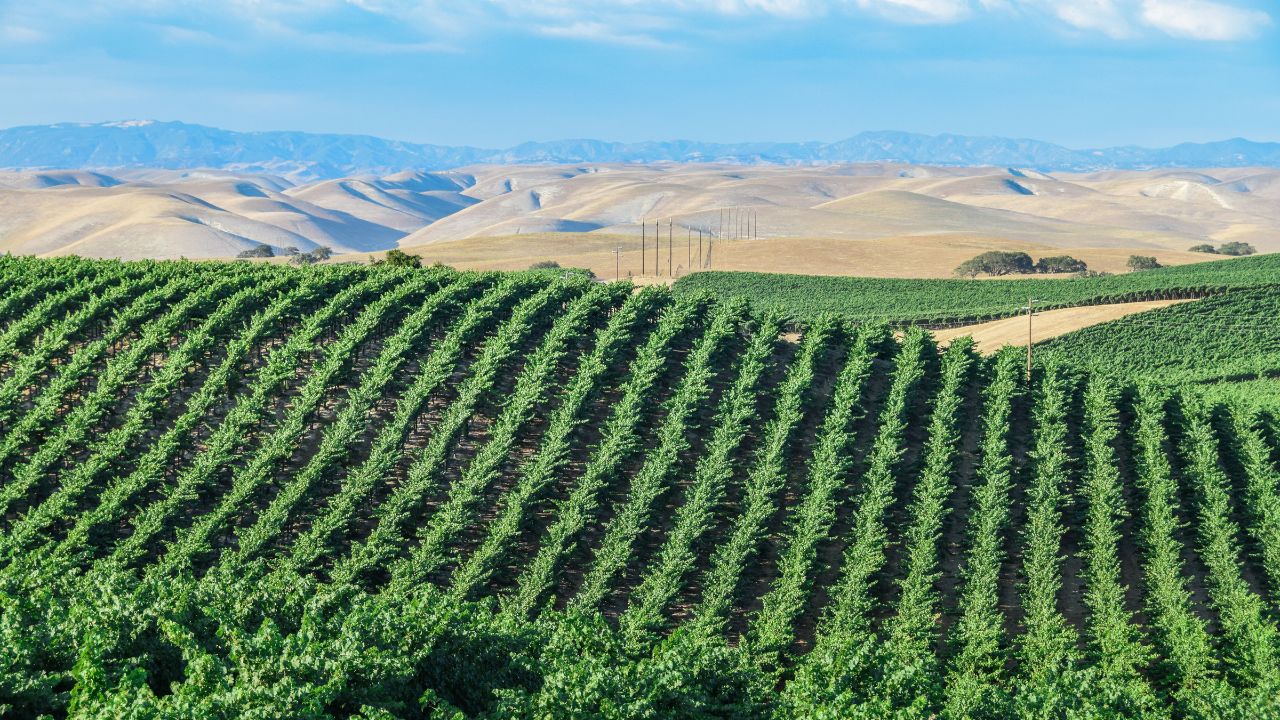 Wineyard