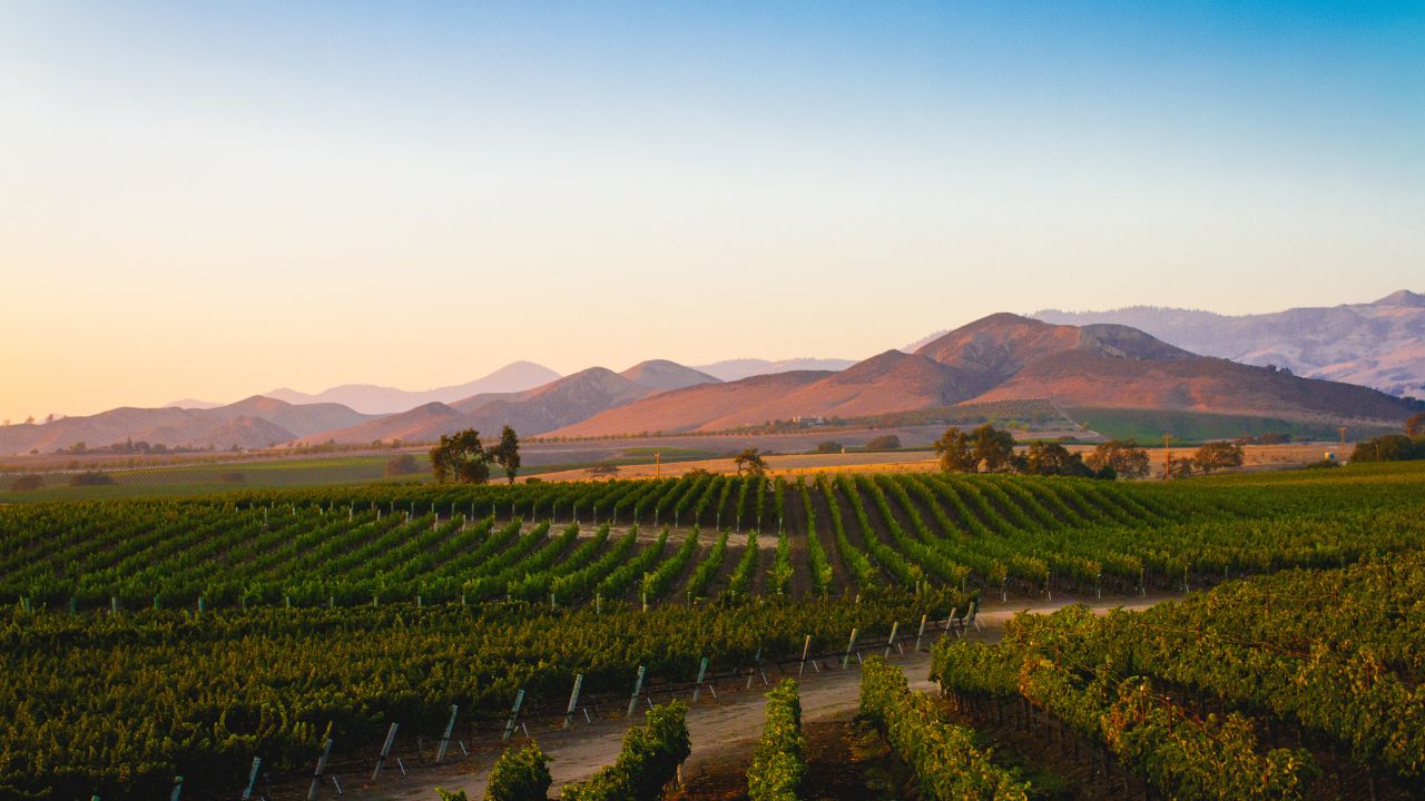 California Wineyards