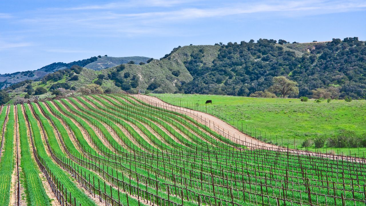 Wineyard