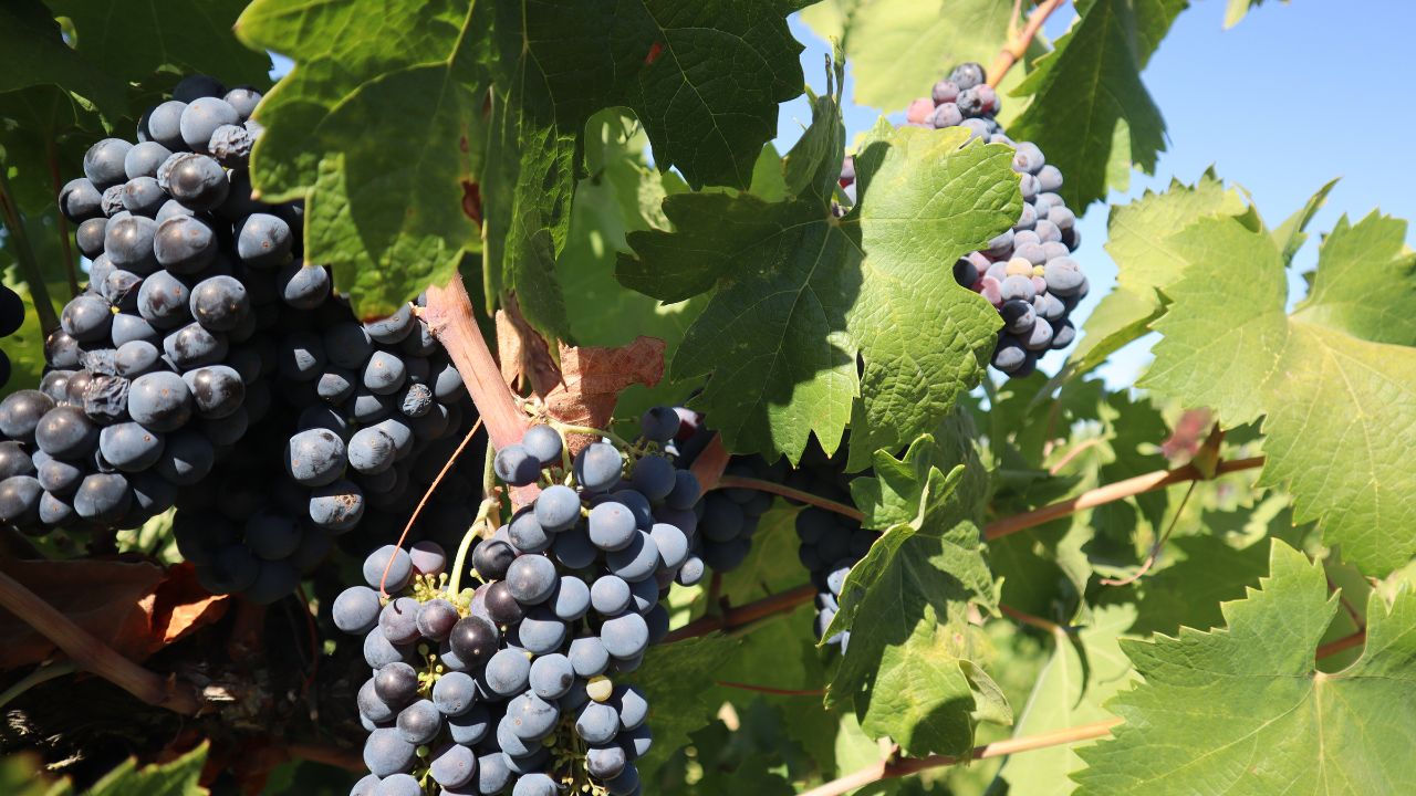Lodi Zinfandel Grapes