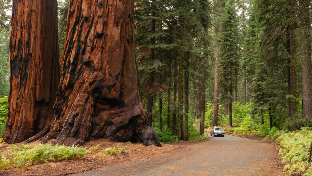 Sequoia National Park in California