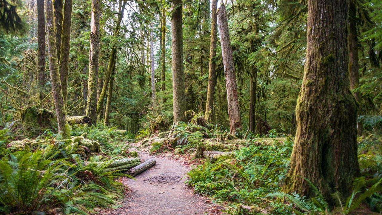 Olympic National Park 2
