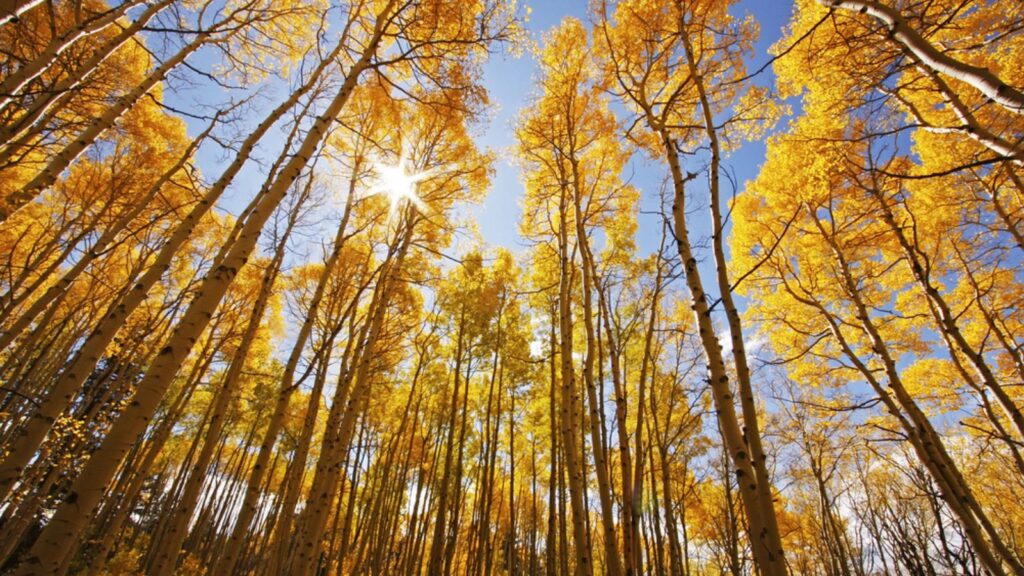 Aspen trees with fall color, San Juan National Forest, Colorado