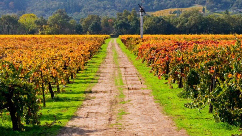 Countryside view of Vineyard in Napa Valley