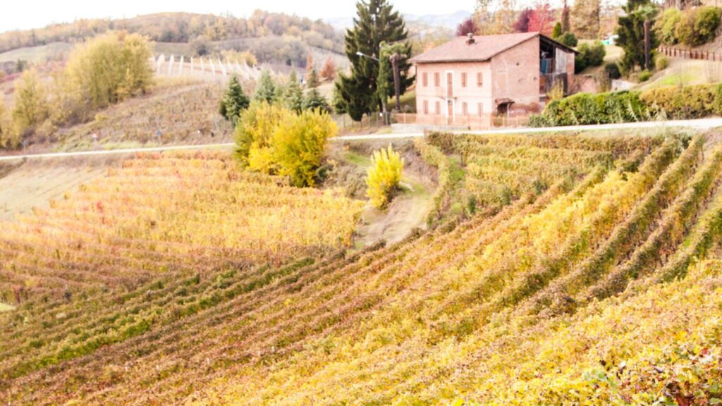 Italian Vineyard