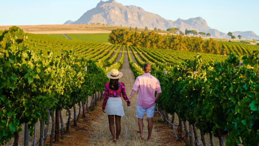 wine grapes on the vine in a vineyard, a couple man and woman walking in a Vineyard in Stellenbosch