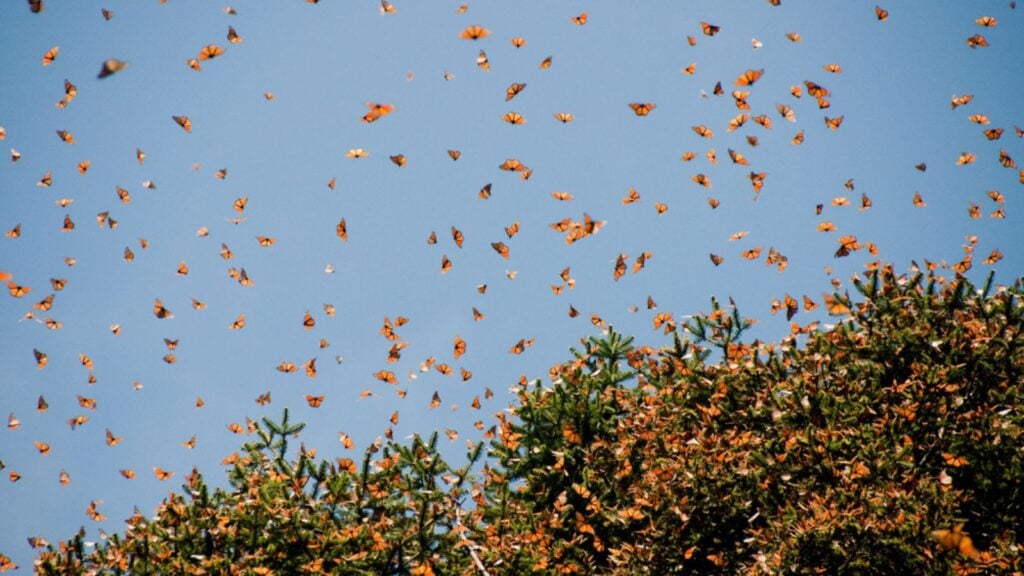 Monarch Butterfly Biosphere Reserve, Michoacan (Mexico)