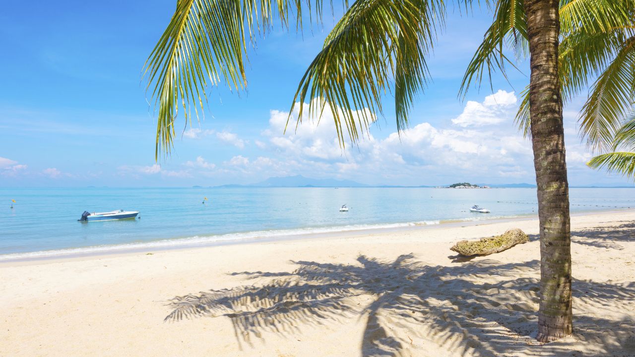 Palm tree at beach in Penang, Malaysia