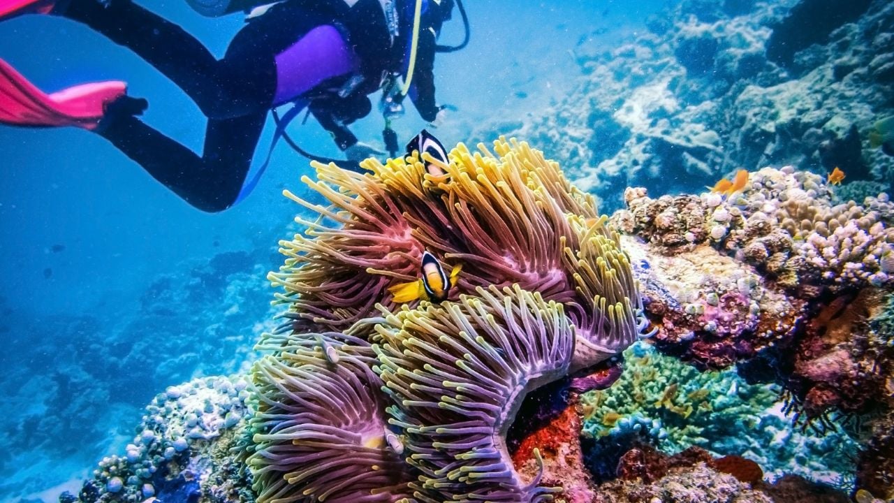 A Diver exploring coral reef. Two clownfish with actinia