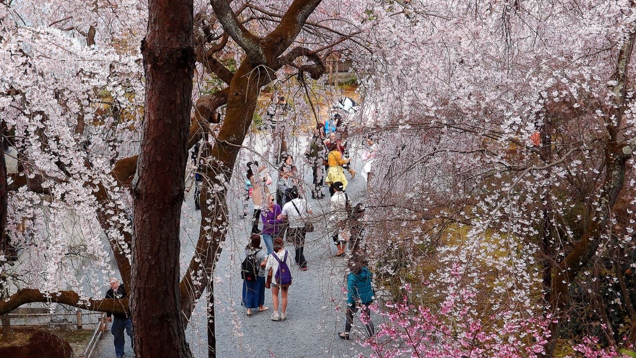 Tourists walking under weeping cherry blossom trees during Sakura Matsuri ( Hanami, a traditional flower-viewing festival) in a Japanese garden of Tenryu-ji Buddhist Temple in Arashiyama, Kyoto, Japan