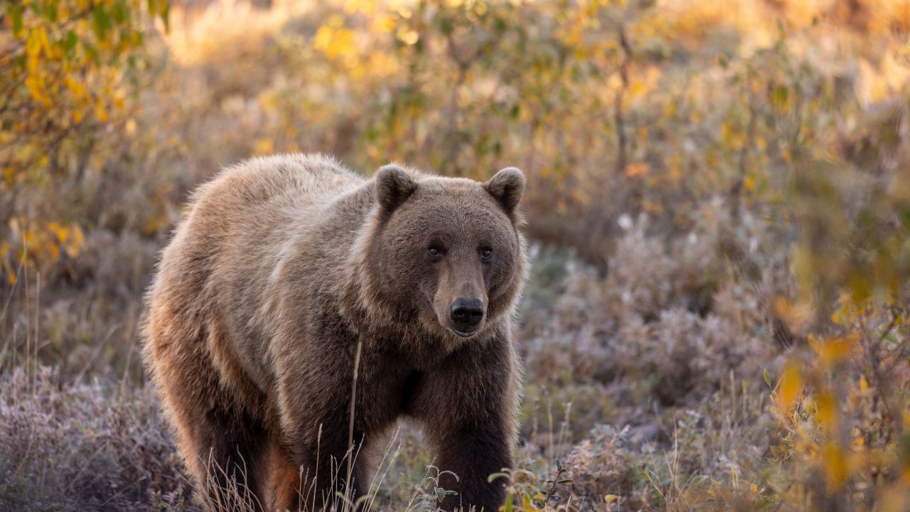 Grizzly Bear in Autumn in Denali National Park Alaska