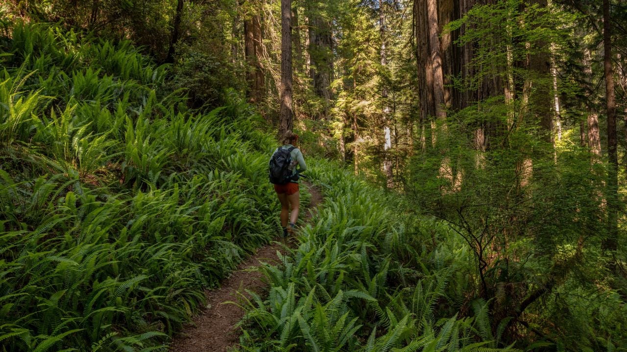Hiker Passes Through Thick Fern Grove In Redwood National Park