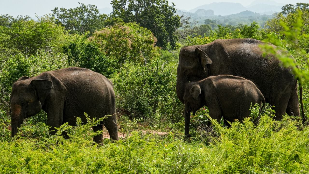 Elephant family in Udawalawe National Park, Sri Lanka