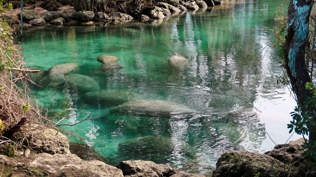 Three Sisters Springs in Crystal River, Florida.