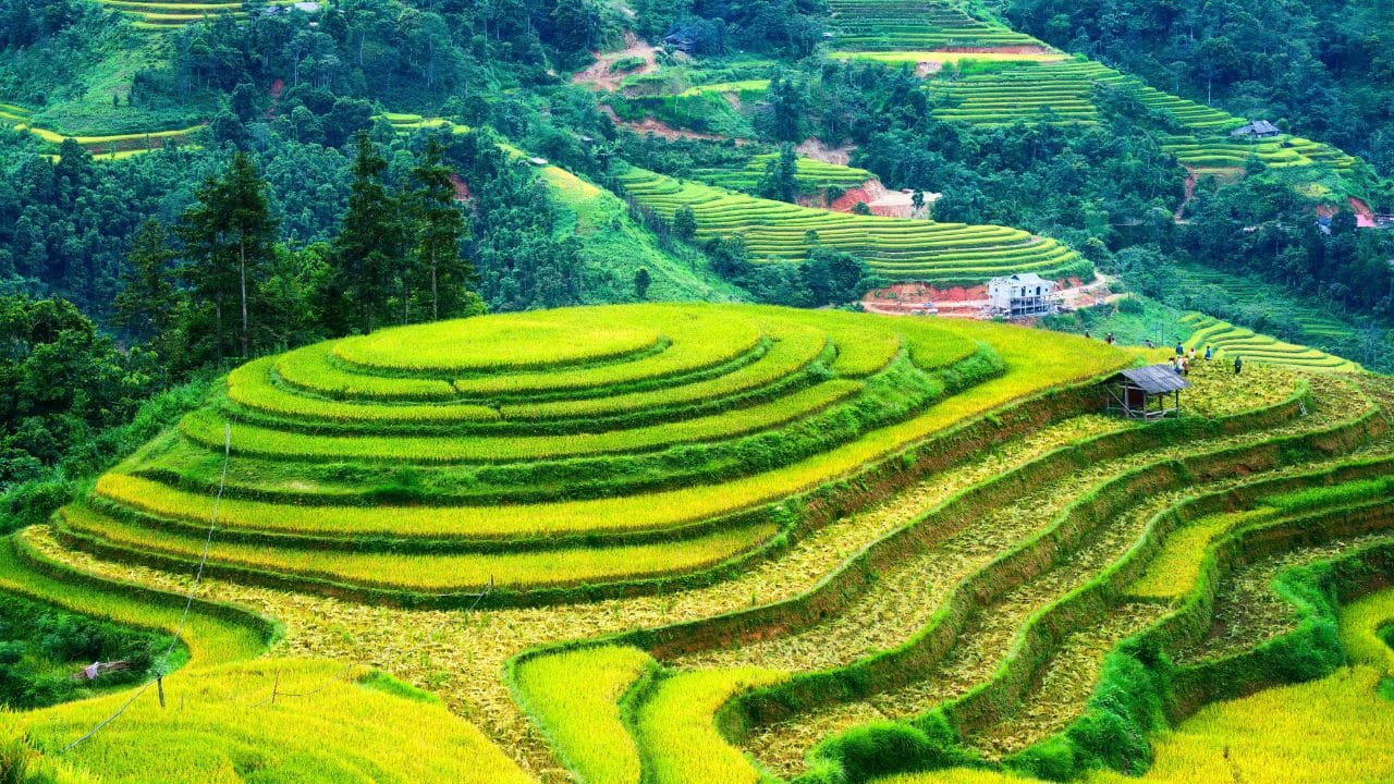 Lush rice field terraces with barn and farmer harvesting on highland in countryside at Ha Giang, Hoang Su Phi, Vietnam