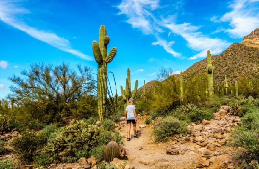 Woman on a hike on the hiking trail surrounded by Saguari and other cacti to the Wind Cave in Usery Mountain in Tonto National Forest near Phoenix Arizona