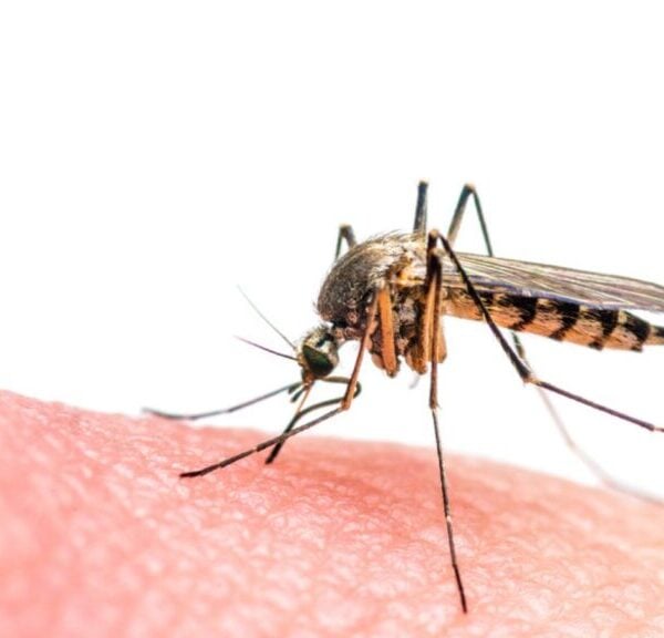 mosquito malaria