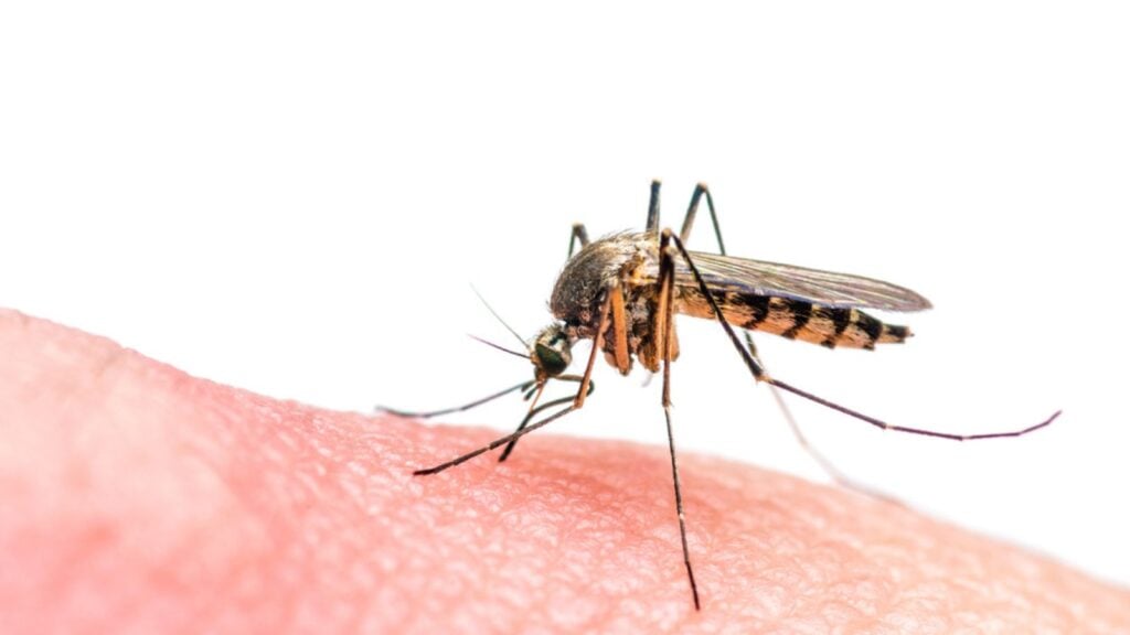 mosquito malaria