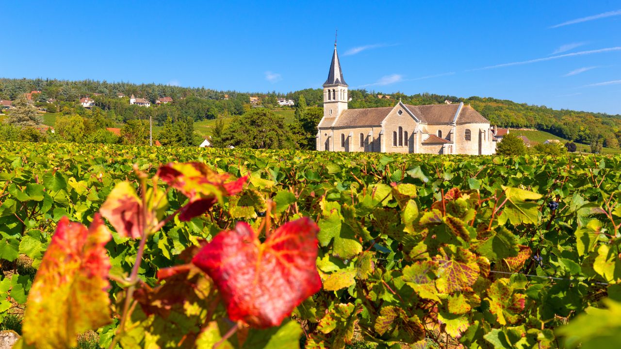 View of vineyards of Givry, in Burgundy, France