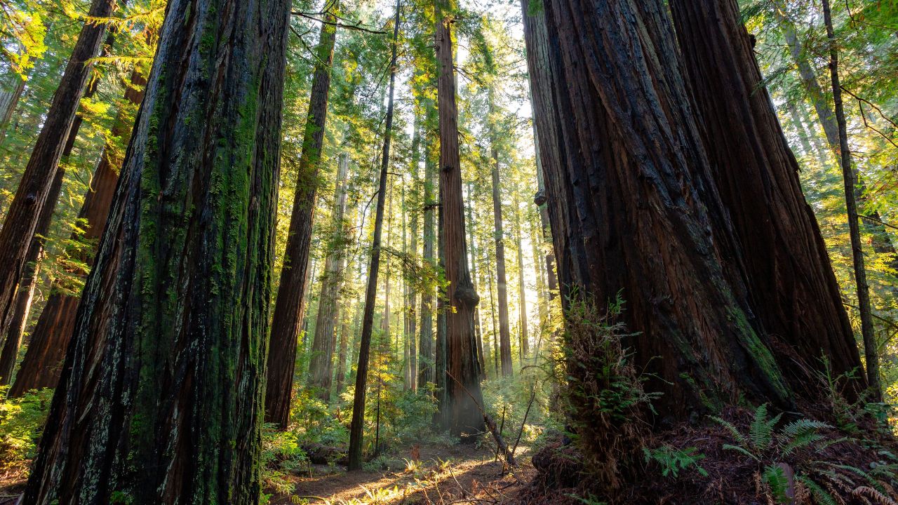 Sunset in the Grove of Redwoods, Big Trees Area, Humboldt Redwoods State Park, California