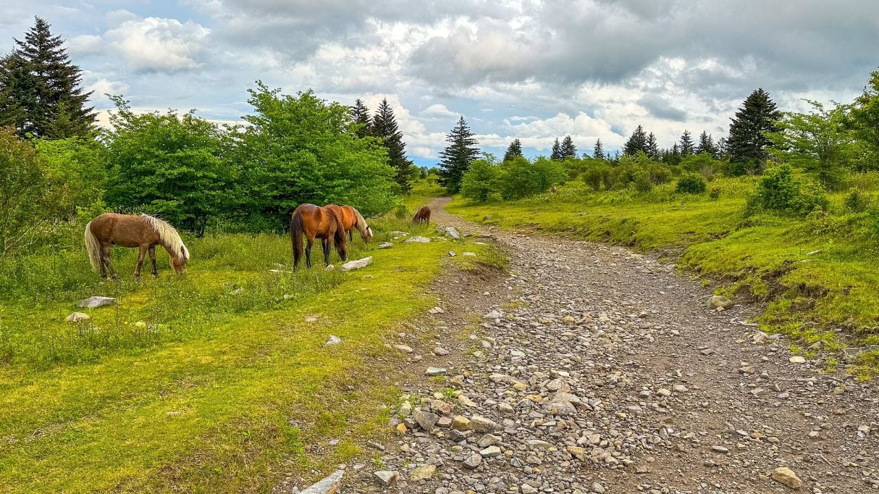Wild ponies at Grayson Highlands