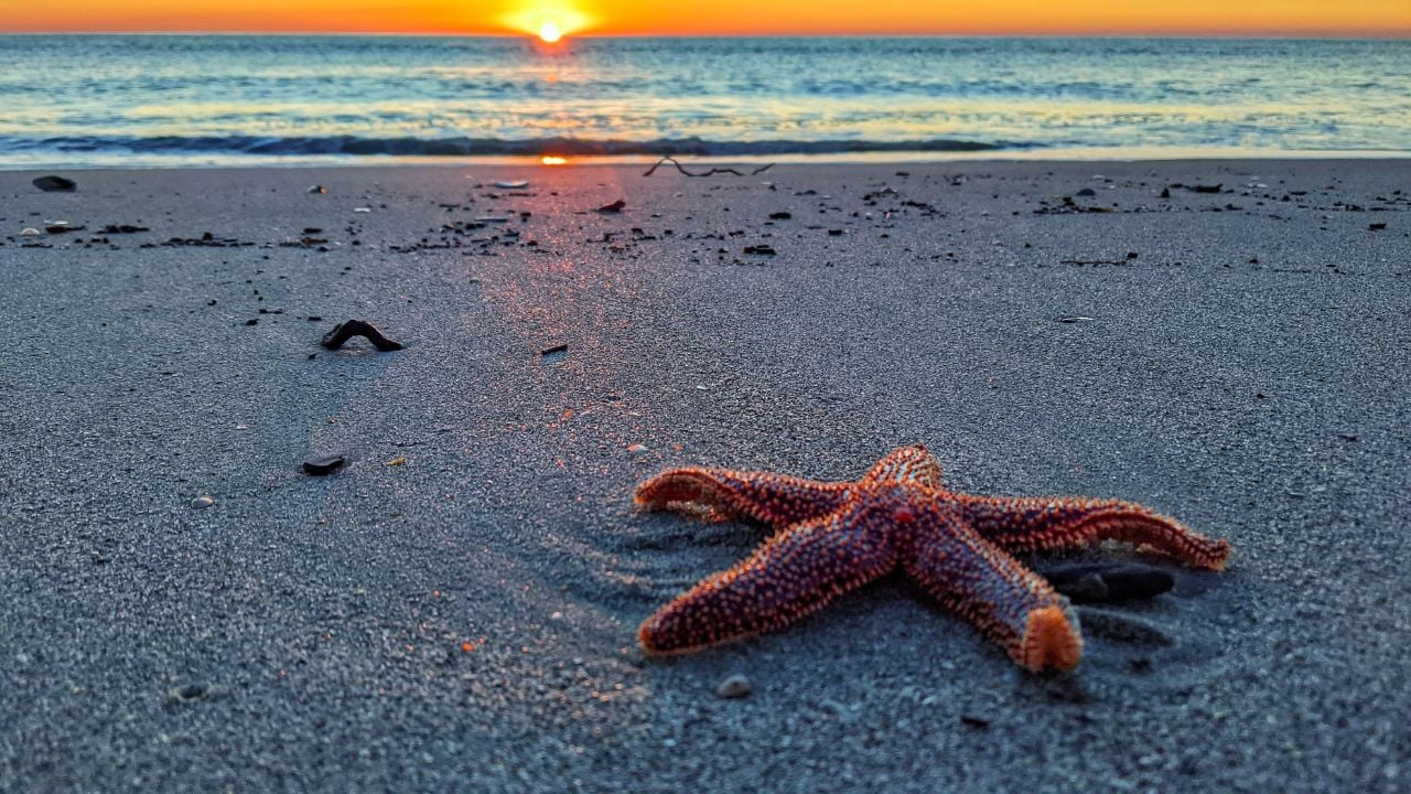 A closeup shot of a start fish on the shore of Pawleys Island, South Carolina