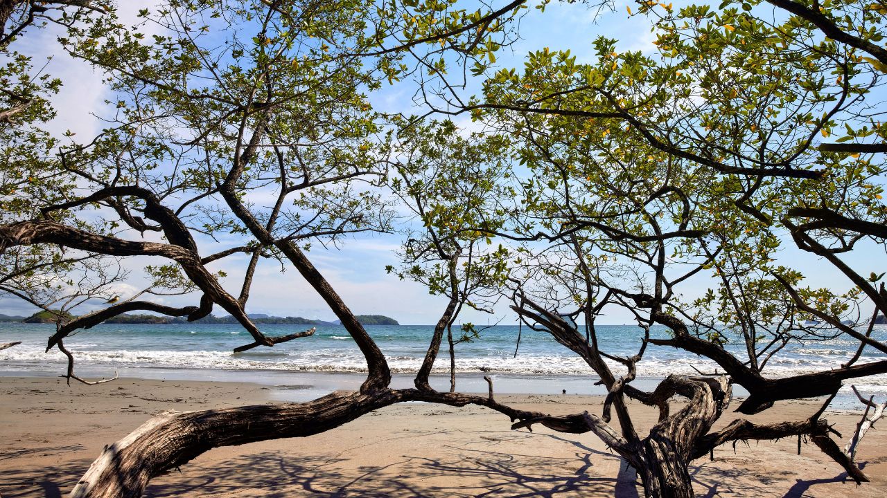 Scenic crooked trees on sandy beach in the sunny blue sky backround, Nosara Peninsula, Costa Rica