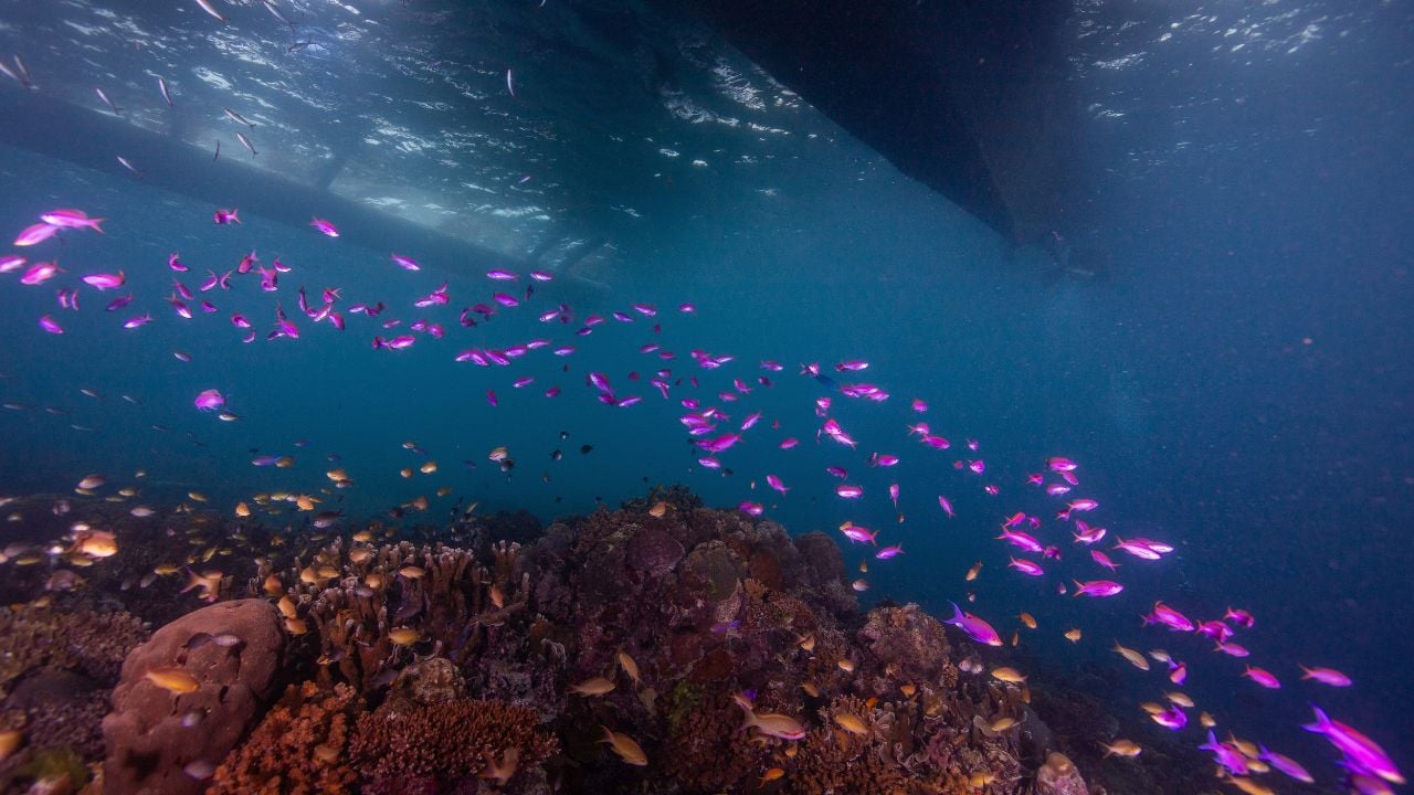 gilutongan island underwater photography fish coral