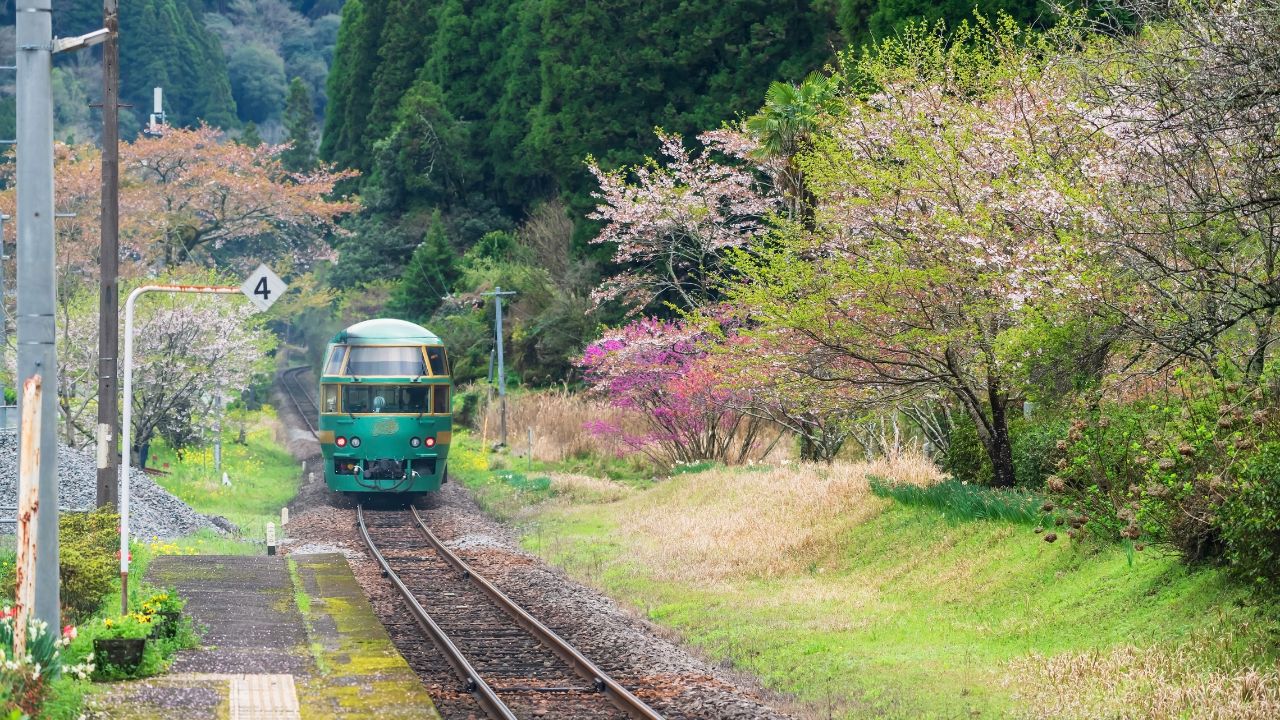 Hita, Japan - April 4, 2024: Yufuin No Mori green train on railway through Bungo Nakagawa station with sakura blossom of cherry tree at spring. Engine transport from Hakata Fukuoka station to Yufuin.