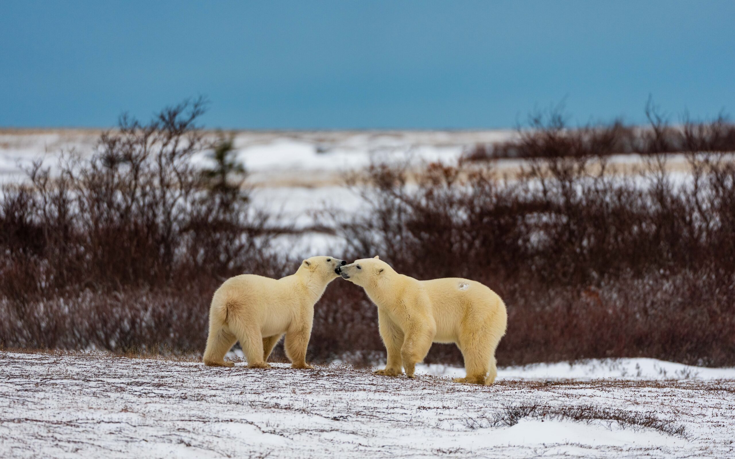 two polar bears greet each other on the tundra