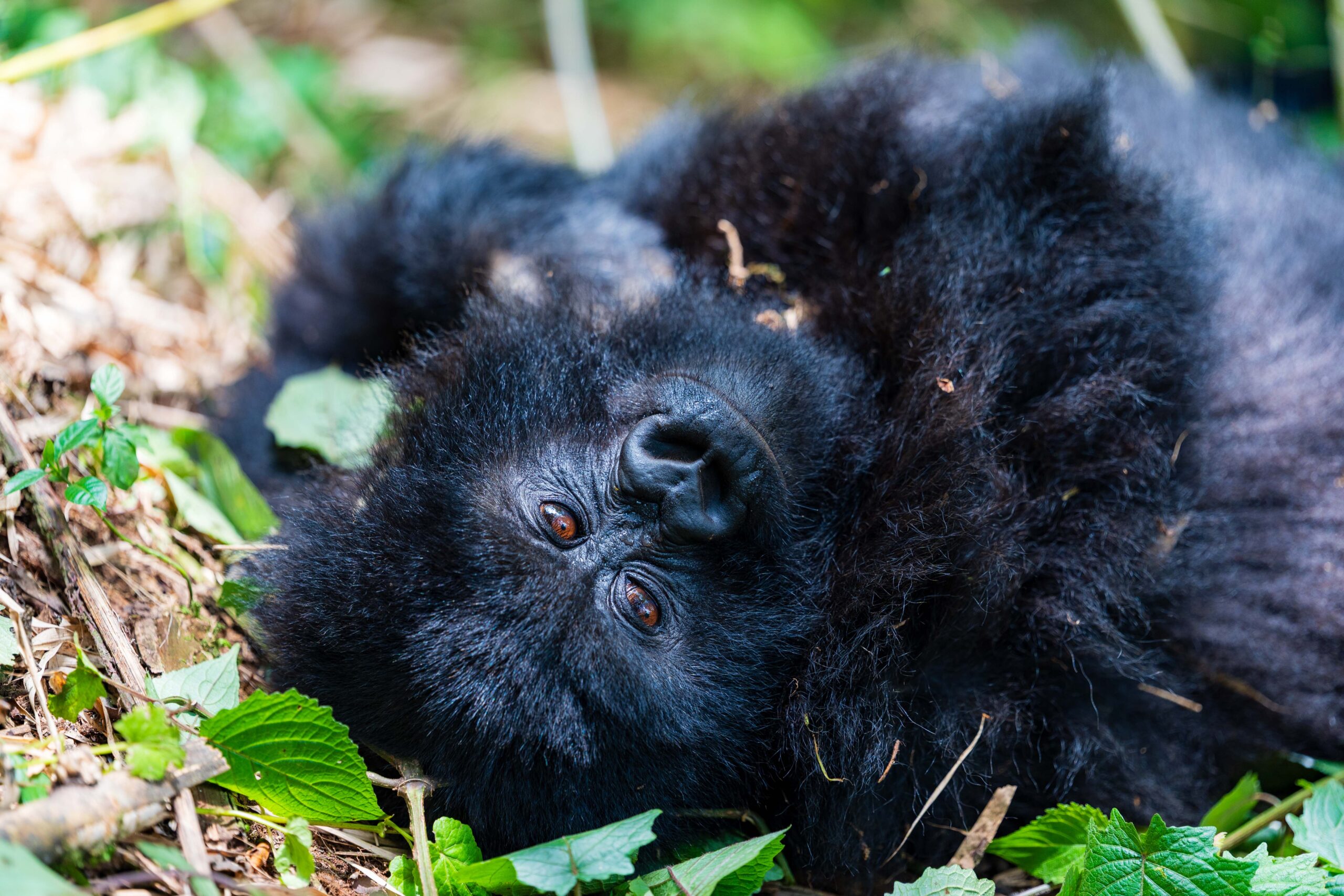 A juvenile gorilla lays on the ground in Volcanoes National Park.