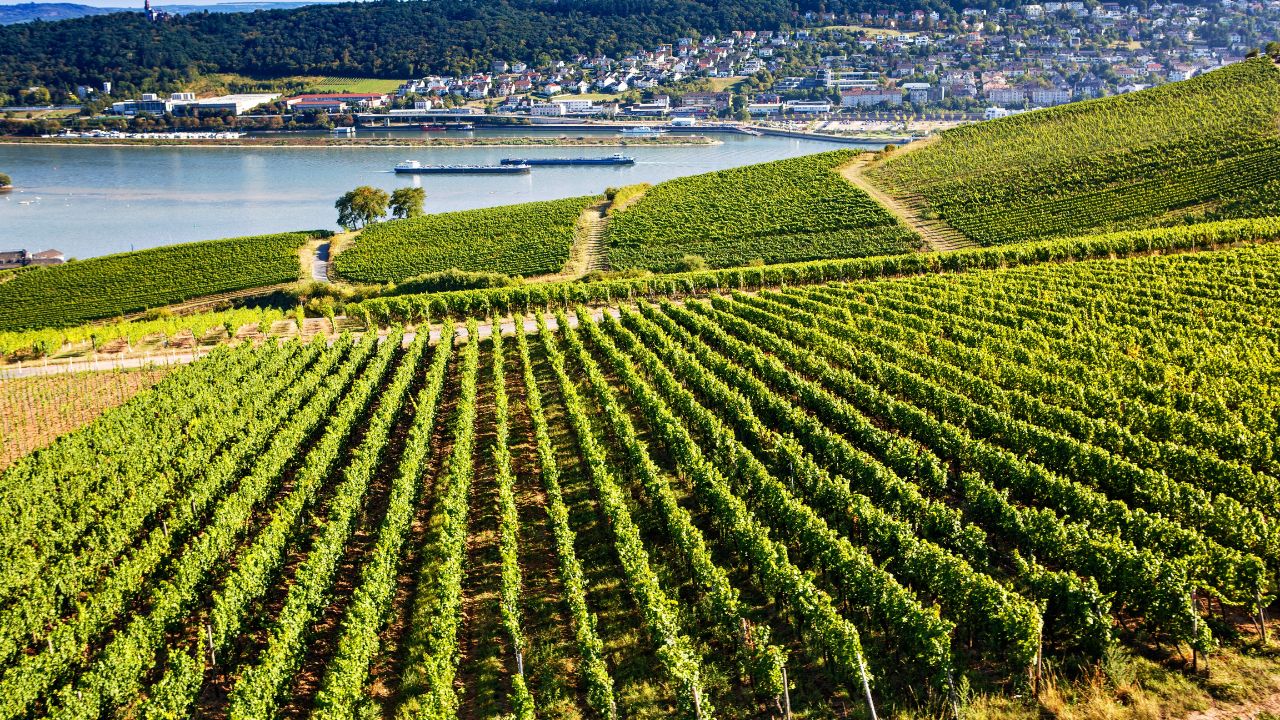 Famous Rheingau vineyards region in late summer in Germany, green hills on sunny day. Famous vineyard region near Mosel and Rhine in Germany. Making of delicious red wine.