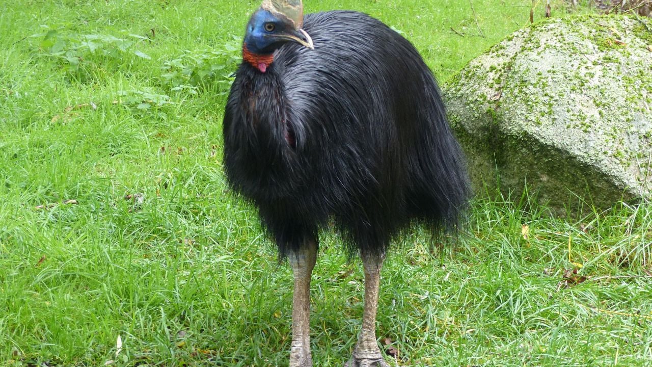 The northern cassowary (Casuarius unappendiculatus) also known as the single (one)-wattled cassowary or gold(en)-neck(ed) cassowary, is a large, stocky flightless bird of northern New Guinea.