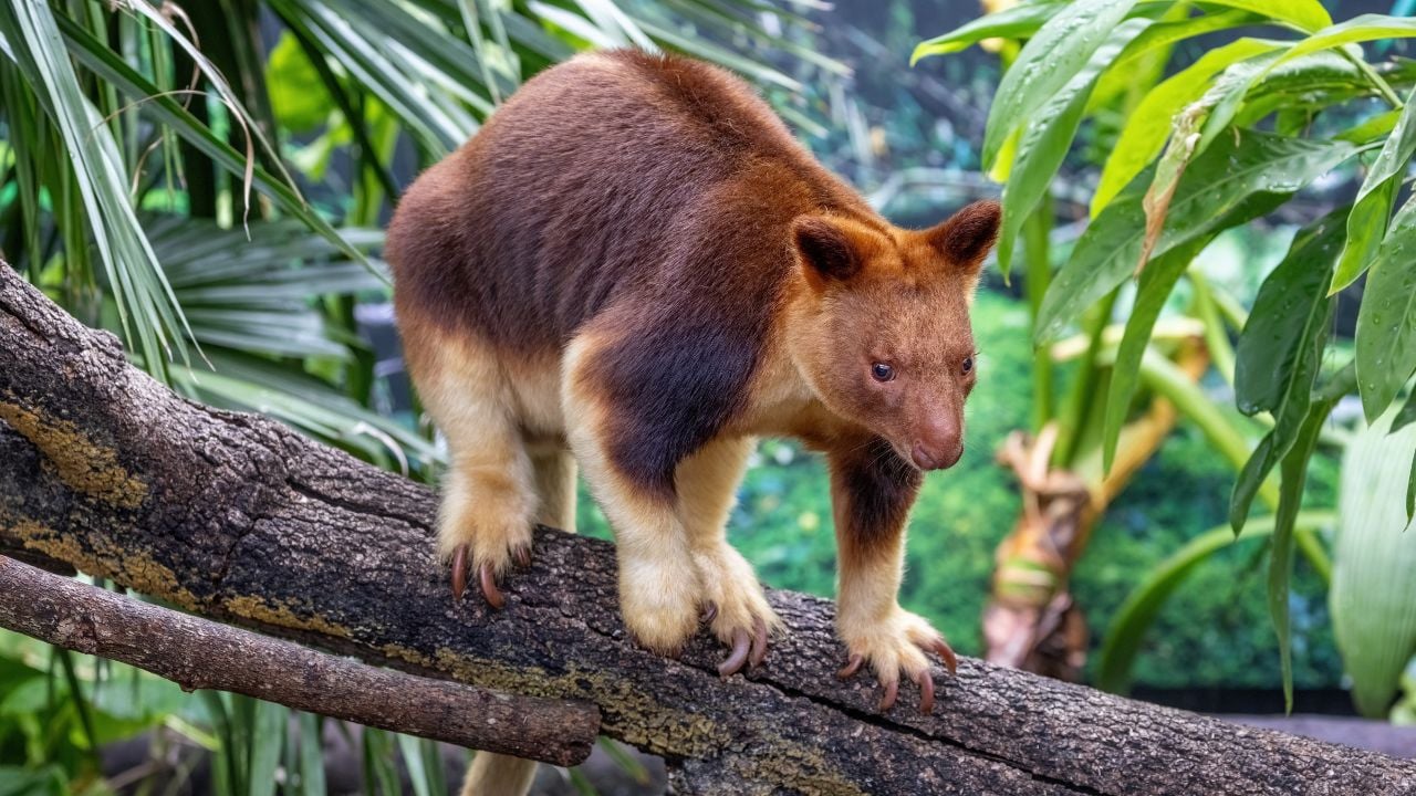 Goodfellows or ornate tree kangaroo against dense jungle foliage. This arboreal marsupial if found in Papua New Guinea and northern Queensland, Australia, and is endangered in the wild.
