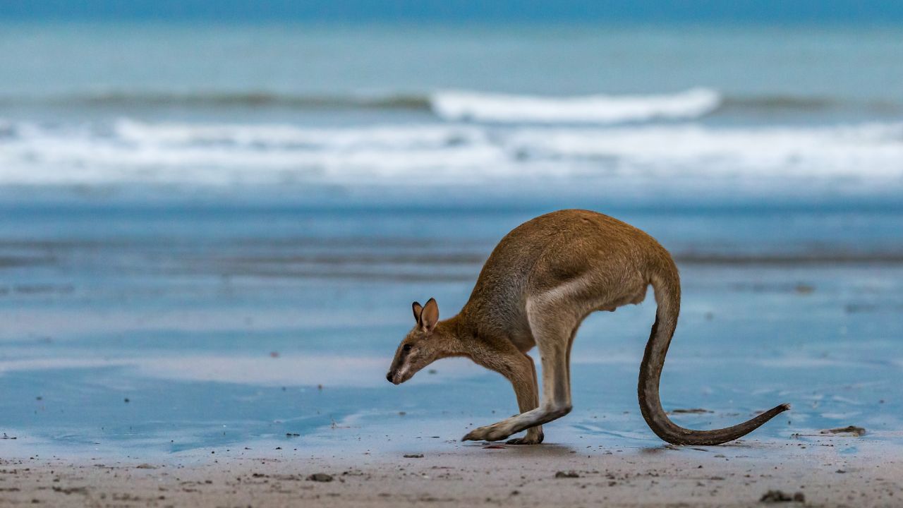Kangaroo jumping on the Beach at Cape Hillsborough, Queensland, Australia.