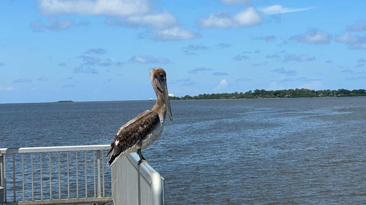 Pelicans at Cedar Key Florida