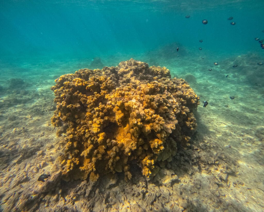 coral reefs in kauai with fish swimming around it